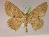  ( - BC ZSM Lep 05174)  @14 [ ] CreativeCommons - Attribution Non-Commercial Share-Alike (2010) Unspecified SNSB, Zoologische Staatssammlung Muenchen