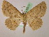  (Isochromodes AH36Ec - BC ZSM Lep 05177)  @14 [ ] CreativeCommons - Attribution Non-Commercial Share-Alike (2010) Unspecified SNSB, Zoologische Staatssammlung Muenchen