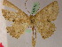  ( - BC ZSM Lep 05178)  @13 [ ] CreativeCommons - Attribution Non-Commercial Share-Alike (2010) Unspecified SNSB, Zoologische Staatssammlung Muenchen