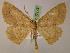  (Isochromodes AH12Ec - BC ZSM Lep 05179)  @14 [ ] CreativeCommons - Attribution Non-Commercial Share-Alike (2010) Unspecified SNSB, Zoologische Staatssammlung Muenchen
