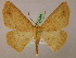  ( - BC ZSM Lep 05180)  @14 [ ] CreativeCommons - Attribution Non-Commercial Share-Alike (2010) Unspecified SNSB, Zoologische Staatssammlung Muenchen