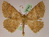  (Isochromodes GB14Ec - BC ZSM Lep 05182)  @15 [ ] CreativeCommons - Attribution Non-Commercial Share-Alike (2010) Unspecified SNSB, Zoologische Staatssammlung Muenchen