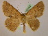  ( - BC ZSM Lep 05183)  @11 [ ] CreativeCommons - Attribution Non-Commercial Share-Alike (2010) Unspecified SNSB, Zoologische Staatssammlung Muenchen