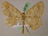  ( - BC ZSM Lep 05185)  @13 [ ] CreativeCommons - Attribution Non-Commercial Share-Alike (2010) Unspecified SNSB, Zoologische Staatssammlung Muenchen