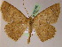  ( - BC ZSM Lep 05186)  @14 [ ] CreativeCommons - Attribution Non-Commercial Share-Alike (2010) Unspecified SNSB, Zoologische Staatssammlung Muenchen