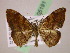  ( - BC ZSM Lep 05191)  @13 [ ] CreativeCommons - Attribution Non-Commercial Share-Alike (2010) Unspecified SNSB, Zoologische Staatssammlung Muenchen