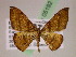  ( - BC ZSM Lep 05192)  @13 [ ] CreativeCommons - Attribution Non-Commercial Share-Alike (2010) Unspecified SNSB, Zoologische Staatssammlung Muenchen