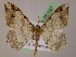  ( - BC ZSM Lep 05197)  @14 [ ] CreativeCommons - Attribution Non-Commercial Share-Alike (2010) Unspecified SNSB, Zoologische Staatssammlung Muenchen