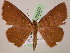  (Oenoptila AH02Ec - BC ZSM Lep 05200)  @14 [ ] CreativeCommons - Attribution Non-Commercial Share-Alike (2010) Unspecified SNSB, Zoologische Staatssammlung Muenchen