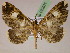  ( - BC ZSM Lep 05201)  @14 [ ] CreativeCommons - Attribution Non-Commercial Share-Alike (2010) Unspecified SNSB, Zoologische Staatssammlung Muenchen