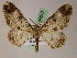  ( - BC ZSM Lep 05222)  @14 [ ] CreativeCommons - Attribution Non-Commercial Share-Alike (2010) Unspecified SNSB, Zoologische Staatssammlung Muenchen