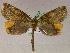  ( - BC ZSM Lep 05224)  @14 [ ] CreativeCommons - Attribution Non-Commercial Share-Alike (2010) Unspecified SNSB, Zoologische Staatssammlung Muenchen