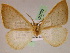  ( - BC ZSM Lep 05235)  @13 [ ] CreativeCommons - Attribution Non-Commercial Share-Alike (2010) Unspecified SNSB, Zoologische Staatssammlung Muenchen