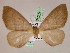  ( - BC ZSM Lep 05236)  @12 [ ] CreativeCommons - Attribution Non-Commercial Share-Alike (2010) Unspecified SNSB, Zoologische Staatssammlung Muenchen