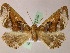  (Pero caustomerisAH01EcPe - BC ZSM Lep 05239)  @14 [ ] CreativeCommons - Attribution Non-Commercial Share-Alike (2010) Unspecified SNSB, Zoologische Staatssammlung Muenchen