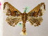  ( - BC ZSM Lep 05240)  @14 [ ] CreativeCommons - Attribution Non-Commercial Share-Alike (2010) Unspecified SNSB, Zoologische Staatssammlung Muenchen