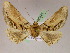  ( - BC ZSM Lep 05241)  @14 [ ] CreativeCommons - Attribution Non-Commercial Share-Alike (2010) Unspecified SNSB, Zoologische Staatssammlung Muenchen