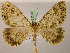 ( - BC ZSM Lep 05248)  @13 [ ] CreativeCommons - Attribution Non-Commercial Share-Alike (2010) Unspecified SNSB, Zoologische Staatssammlung Muenchen