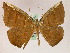  (Cimicodes ruptimacula - BC ZSM Lep 05254)  @13 [ ] CreativeCommons - Attribution Non-Commercial Share-Alike (2010) Unspecified SNSB, Zoologische Staatssammlung Muenchen