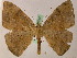  ( - BC ZSM Lep 05260)  @14 [ ] CreativeCommons - Attribution Non-Commercial Share-Alike (2010) Unspecified SNSB, Zoologische Staatssammlung Muenchen