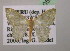  (Chloropteryx punctilineaAH03Pe - BC ZSM Lep 05579)  @14 [ ] CreativeCommons - Attribution Non-Commercial Share-Alike (2010) Unspecified SNSB, Zoologische Staatssammlung Muenchen