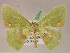  ( - BC ZSM Lep 05593)  @13 [ ] CreativeCommons - Attribution Non-Commercial Share-Alike (2010) Unspecified SNSB, Zoologische Staatssammlung Muenchen