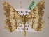  ( - BC ZSM Lep 05605)  @11 [ ] CreativeCommons - Attribution Non-Commercial Share-Alike (2010) Unspecified SNSB, Zoologische Staatssammlung Muenchen