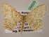  ( - BC ZSM Lep 05609)  @11 [ ] CreativeCommons - Attribution Non-Commercial Share-Alike (2010) Unspecified SNSB, Zoologische Staatssammlung Muenchen