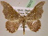  ( - BC ZSM Lep 05610)  @11 [ ] CreativeCommons - Attribution Non-Commercial Share-Alike (2010) Unspecified SNSB, Zoologische Staatssammlung Muenchen