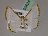  (Leuciris fimbriariaAH02Pe - BC ZSM Lep 05624)  @12 [ ] CreativeCommons - Attribution Non-Commercial Share-Alike (2010) Unspecified SNSB, Zoologische Staatssammlung Muenchen