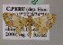  ( - BC ZSM Lep 05636)  @11 [ ] CreativeCommons - Attribution Non-Commercial Share-Alike (2010) Unspecified SNSB, Zoologische Staatssammlung Muenchen
