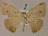  (Herbita AH01Pe - BC ZSM Lep 05640)  @14 [ ] CreativeCommons - Attribution Non-Commercial Share-Alike (2010) Unspecified SNSB, Zoologische Staatssammlung Muenchen