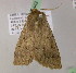  (Mallomus albipunctariaAH04 - BC ZSM Lep 07442)  @13 [ ] CreativeCommons - Attribution Non-Commercial Share-Alike (2010) Unspecified SNSB, Zoologische Staatssammlung Muenchen