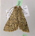  ( - BC ZSM Lep 07443)  @12 [ ] CreativeCommons - Attribution Non-Commercial Share-Alike (2010) Unspecified SNSB, Zoologische Staatssammlung Muenchen