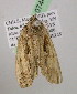  ( - BC ZSM Lep 07446)  @12 [ ] CreativeCommons - Attribution Non-Commercial Share-Alike (2010) Unspecified SNSB, Zoologische Staatssammlung Muenchen