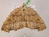  ( - BC ZSM Lep 07452)  @11 [ ] CreativeCommons - Attribution Non-Commercial Share-Alike (2010) Unspecified SNSB, Zoologische Staatssammlung Muenchen