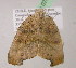  ( - BC ZSM Lep 07454)  @11 [ ] CreativeCommons - Attribution Non-Commercial Share-Alike (2010) Unspecified SNSB, Zoologische Staatssammlung Muenchen