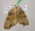  ( - BC ZSM Lep 07455)  @11 [ ] CreativeCommons - Attribution Non-Commercial Share-Alike (2010) Unspecified SNSB, Zoologische Staatssammlung Muenchen