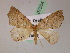  ( - BC ZSM Lep 07504)  @11 [ ] CreativeCommons - Attribution Non-Commercial Share-Alike (2010) Unspecified SNSB, Zoologische Staatssammlung Muenchen