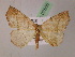  ( - BC ZSM Lep 07505)  @11 [ ] CreativeCommons - Attribution Non-Commercial Share-Alike (2010) Unspecified SNSB, Zoologische Staatssammlung Muenchen