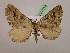  ( - BC ZSM Lep 07518)  @11 [ ] CreativeCommons - Attribution Non-Commercial Share-Alike (2010) Unspecified SNSB, Zoologische Staatssammlung Muenchen