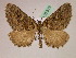  ( - BC ZSM Lep 07519)  @11 [ ] CreativeCommons - Attribution Non-Commercial Share-Alike (2010) Unspecified SNSB, Zoologische Staatssammlung Muenchen
