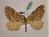  ( - BC ZSM Lep 07520)  @11 [ ] CreativeCommons - Attribution Non-Commercial Share-Alike (2010) Unspecified SNSB, Zoologische Staatssammlung Muenchen