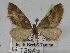  (Eupithecia dilucidaAH01Et - BC ZSM Lep 12288)  @13 [ ] CreativeCommons - Attribution Non-Commercial Share-Alike (2010) Unspecified SNSB, Zoologische Staatssammlung Muenchen