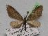  (Eupithecia mendosariaAH01Et - BC ZSM Lep 12305)  @13 [ ] CreativeCommons - Attribution Non-Commercial Share-Alike (2010) Unspecified SNSB, Zoologische Staatssammlung Muenchen
