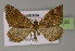 (Eucymatoge scotodes - BC ZSM Lep 13236)  @14 [ ] CreativeCommons - Attribution Non-Commercial Share-Alike (2010) Unspecified SNSB, Zoologische Staatssammlung Muenchen
