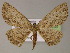  ( - BC ZSM Lep 13238)  @13 [ ] CreativeCommons - Attribution Non-Commercial Share-Alike (2010) Unspecified SNSB, Zoologische Staatssammlung Muenchen