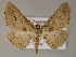  ( - BC ZSM Lep 13239)  @13 [ ] CreativeCommons - Attribution Non-Commercial Share-Alike (2010) Unspecified SNSB, Zoologische Staatssammlung Muenchen