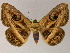  ( - BC ZSM Lep 13241)  @11 [ ] CreativeCommons - Attribution Non-Commercial Share-Alike (2010) Unspecified SNSB, Zoologische Staatssammlung Muenchen