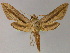  ( - BC ZSM Lep 13250)  @13 [ ] CreativeCommons - Attribution Non-Commercial Share-Alike (2010) Unspecified SNSB, Zoologische Staatssammlung Muenchen